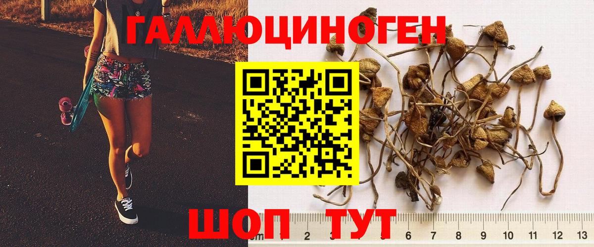 Галлюциногенные грибы MAGIC MUSHROOMS  Вход с VPN  Галлюциногенные грибы GOLDEN TEACHER  купить наркоту  Чернушка 